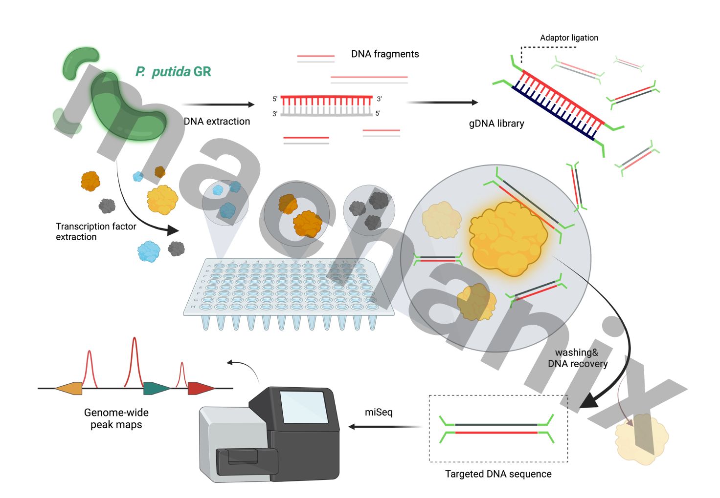 Lab Graphical Abstract Poster ผลงาน Graphical abstract / Scientific poster presentation